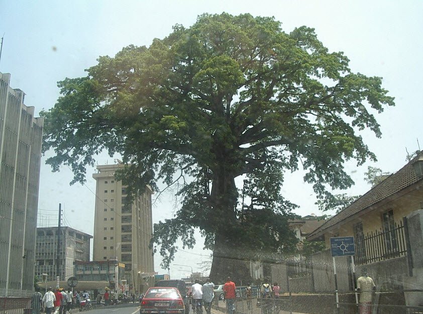 Cotton Tree, Freetown, Western Area, Sierra Leone
